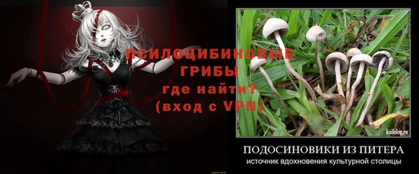 прущие грибы Вяземский